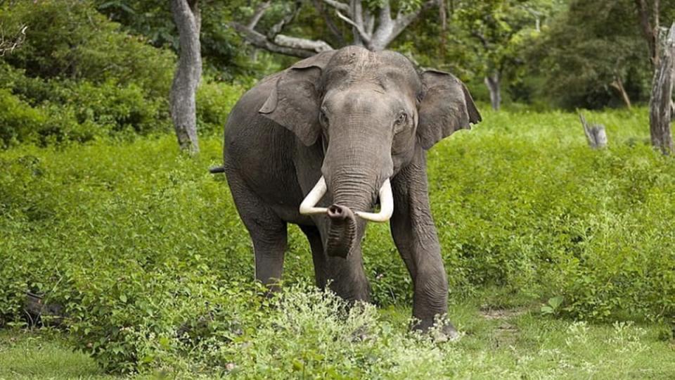 2 forest guards among three killed in elephant attack in Assam