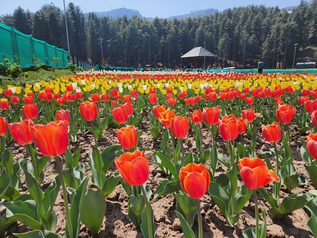 sansartulipgardenreopenstopublicinjk