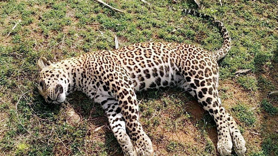 2leopardsfounddeadinmadhyapradesh