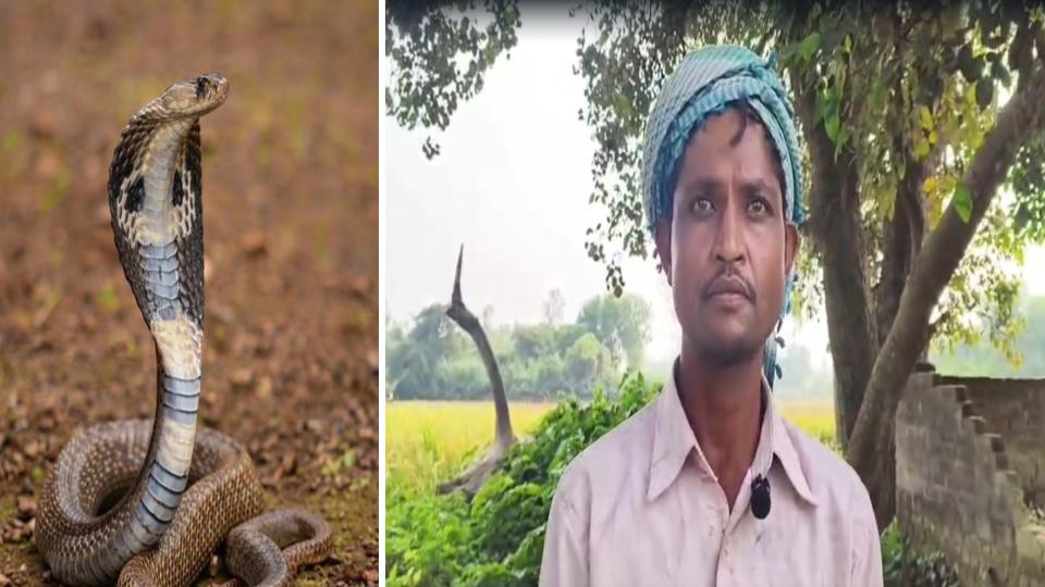 Man Approaches DM Claiming Wife Turns into a Nagin at Night in UP