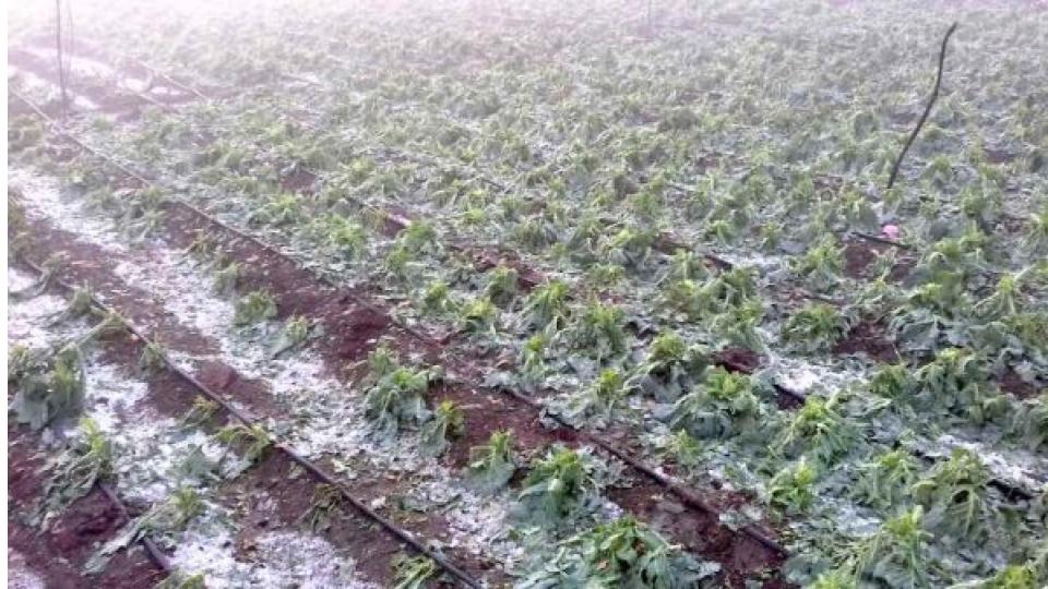 Heavy Damage For Crops As Hailstorms Strike Maharashtra