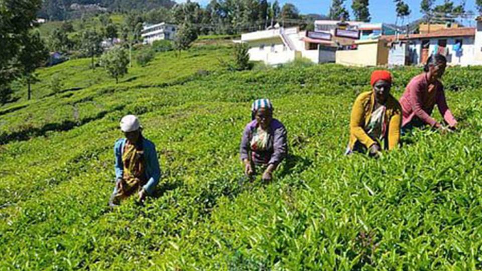Ooty Recorded 50 Pc Deficit Rainfall During Southwest Monsoon