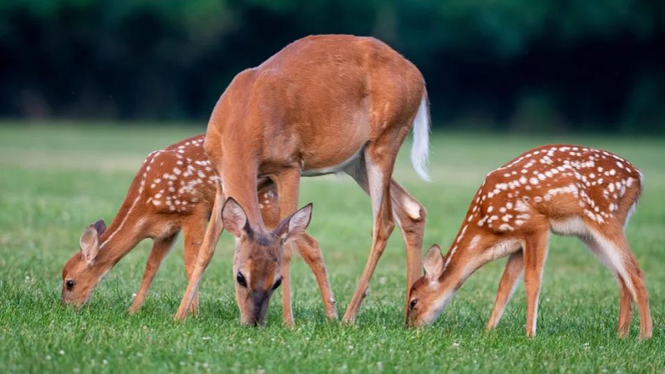 15 Deer Mauled To Death By Stray Dogs At Chhattisgarh Rescue Park