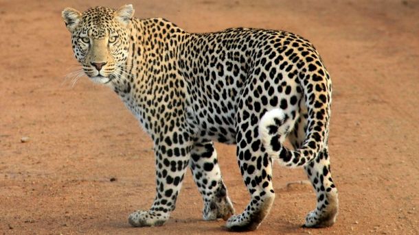 leopardnumberincreasedbymorethan1000inlastfouryears