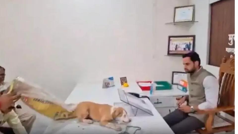 Yuva Sena Protesters Release Stray Dogs On Civic Official’s Table