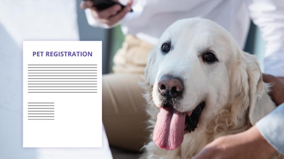 20,000 pet dogs registered in Ahmedabad Municipal Corporation