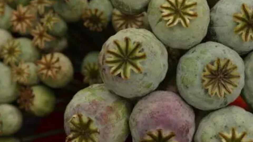 Rajasthan Man Held With Opium Worth Rs 5 Lakh in Belagavi