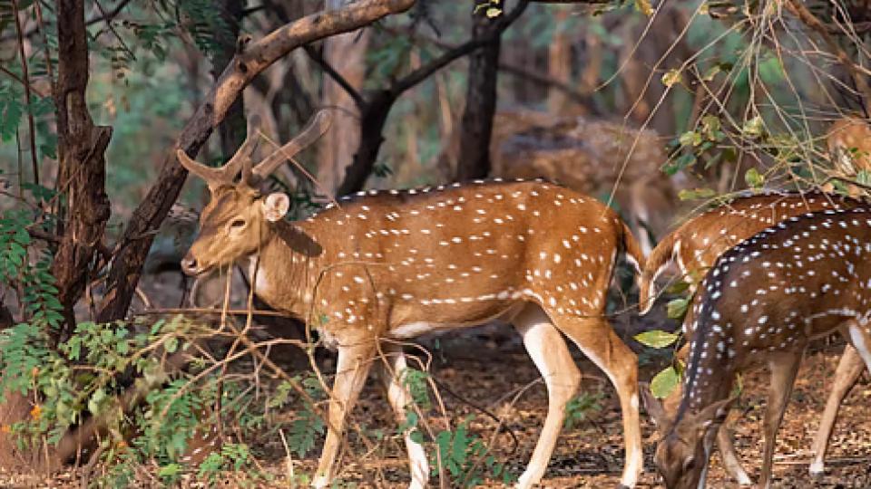 Forest Guard Arrested for Keeping Deer for Slaughter in Karnataka