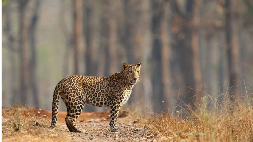 Leopardess found dead at Kanha Tiger Reserve in MP