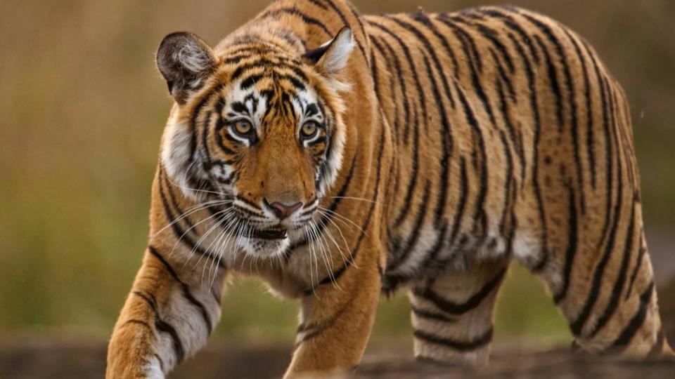 Buffaloes turn saviours, chase tigress away after attack on owner in MP