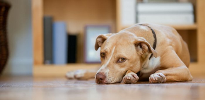 Elderly man booked for sexually abusing dog in Wardha, Maharashtra