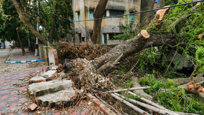 7killed33injuredastreefallsontinshedoftempleinmaharashtrasakoladistrict