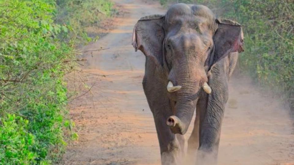 Wild Elephant Tranquilised After Straying into Human Habitation in Kerala