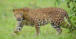 Leopard Spotted on Tirumala