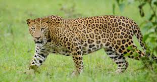 leopardspottedontirumalassecondghatroad