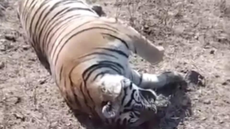 Tiger Carcass Discovered in Gundal Reservoir, Karnataka