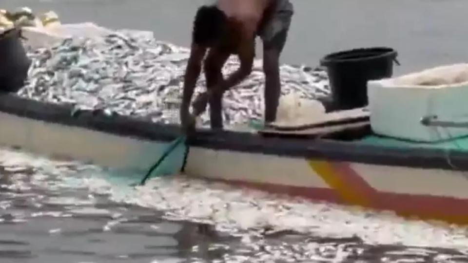 Hundreds of Fish Found Dead in Yanam