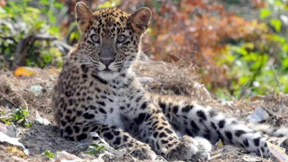 girlmauledtodeathbyleopardinudaipur