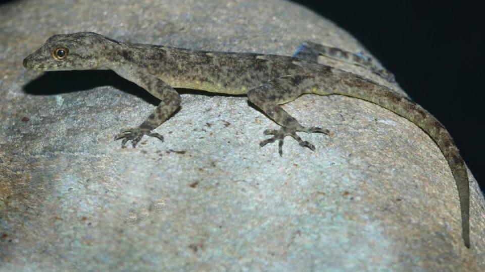 New species of day gecko discovered in Assam
