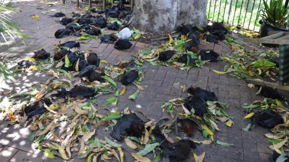 Bats fall dead due to extreme heat in Chhattisgarh