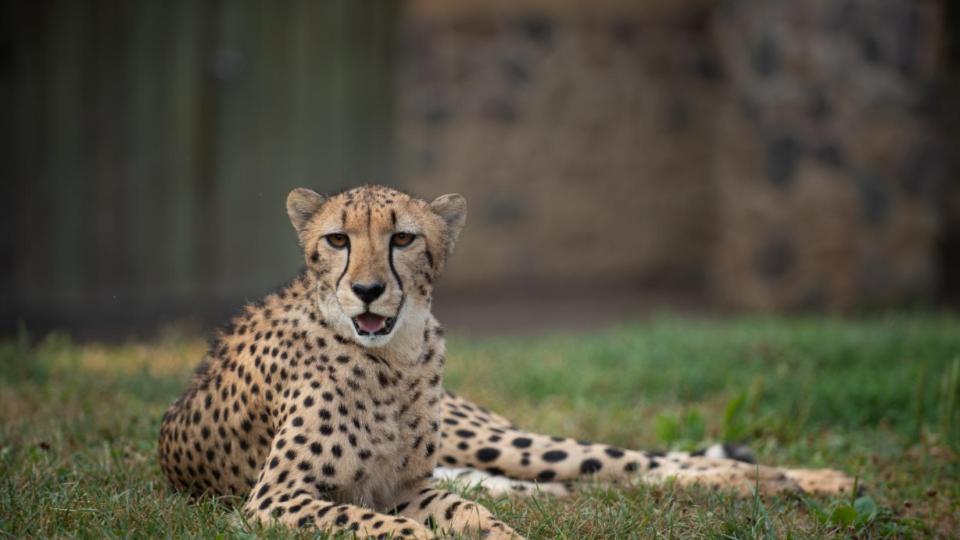 bannerghattazoowelcomes4cheetahsfromsouthafrica