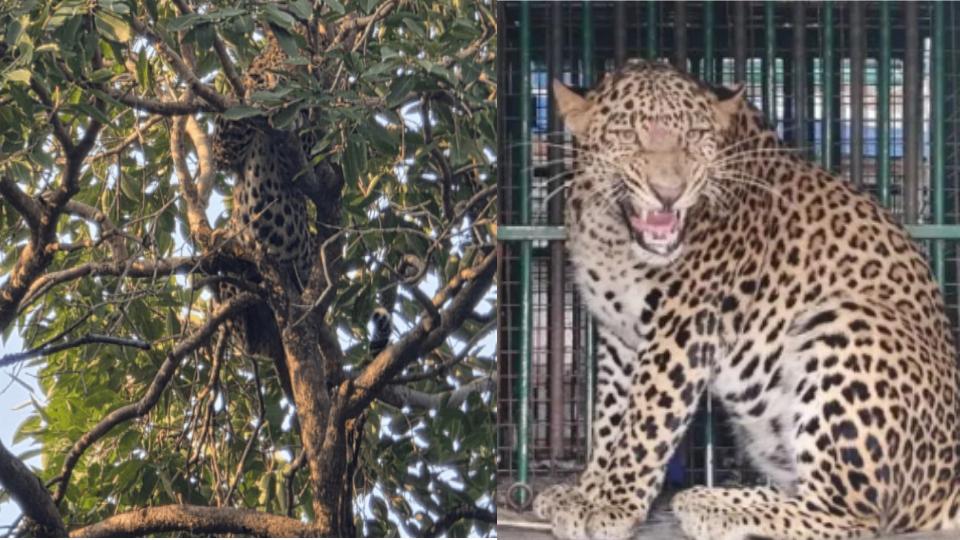 Leopard strays into public garden in Rajasthan’s Kota, rescued 