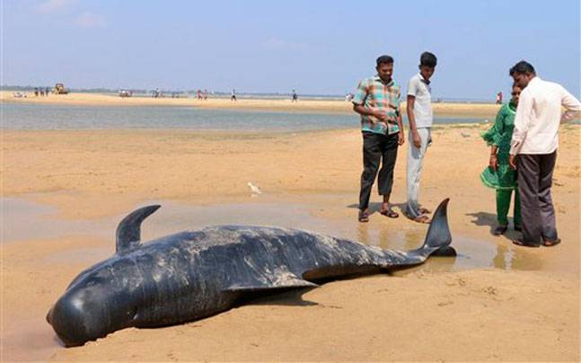 100whaleswashedashoreintamilnadu