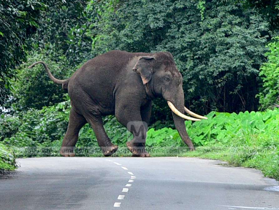 fiveyearoldkilledinelephantattackinkerala