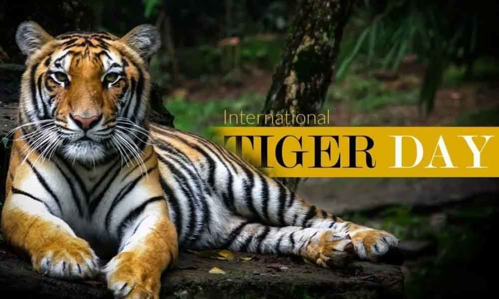 internationaltigersdaybeingobservedtoday