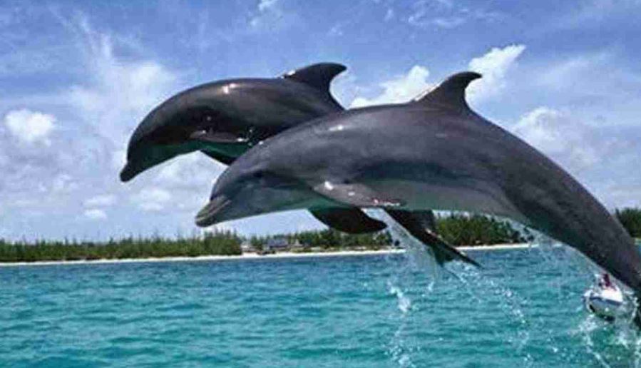 nationaldolphindaytobecelebratedonoct5:environmentminister