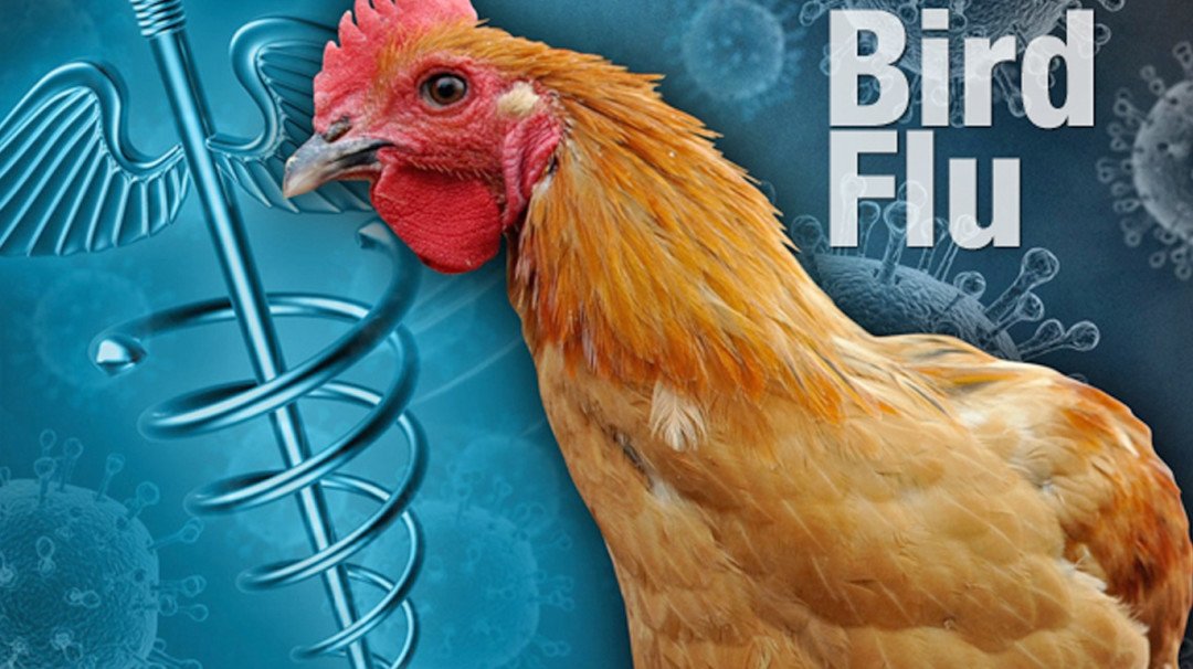 nobirdflucasereportedinmaharashtra