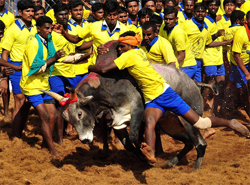 centreallowsjallikattuintndespitemassiveprotests