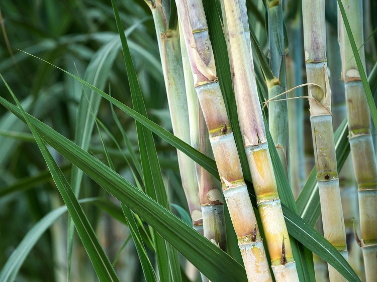 upchiefministerincreasesthepriceofsugarcanebyrs25perquintal