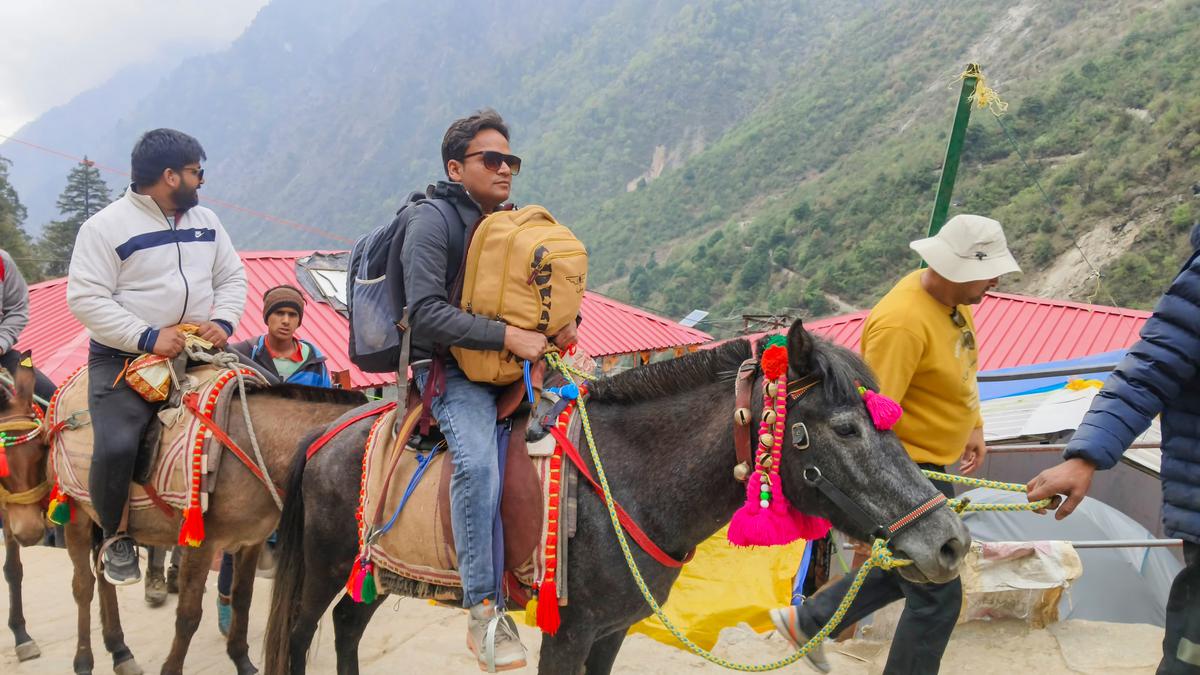 Horse, mule services resume on Kedarnath trek after Equine Influenza scare