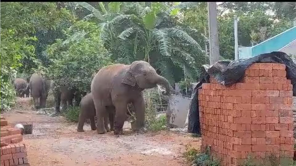 elephantsenterandhrapradeshvillagedrinkwaterfrombucketscontainer