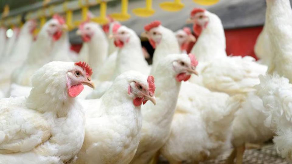 Kerala Animal Husbandry confirms avian flu in Alappuzha, Kottayam