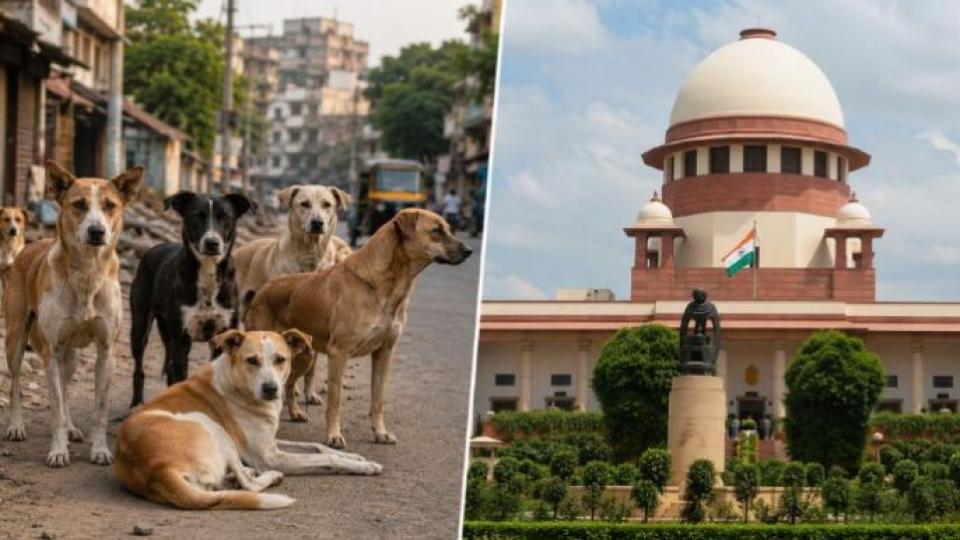 SC Rejects Plea on Alleged Cruelty in Dog Birth Control Centres