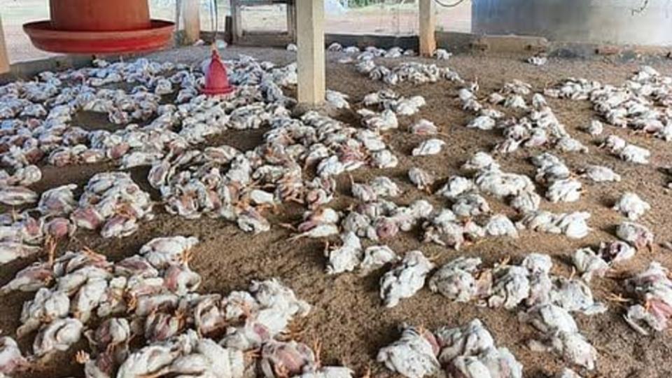 140 Chickens Death Due To Loud Music In UP, DJ Booked