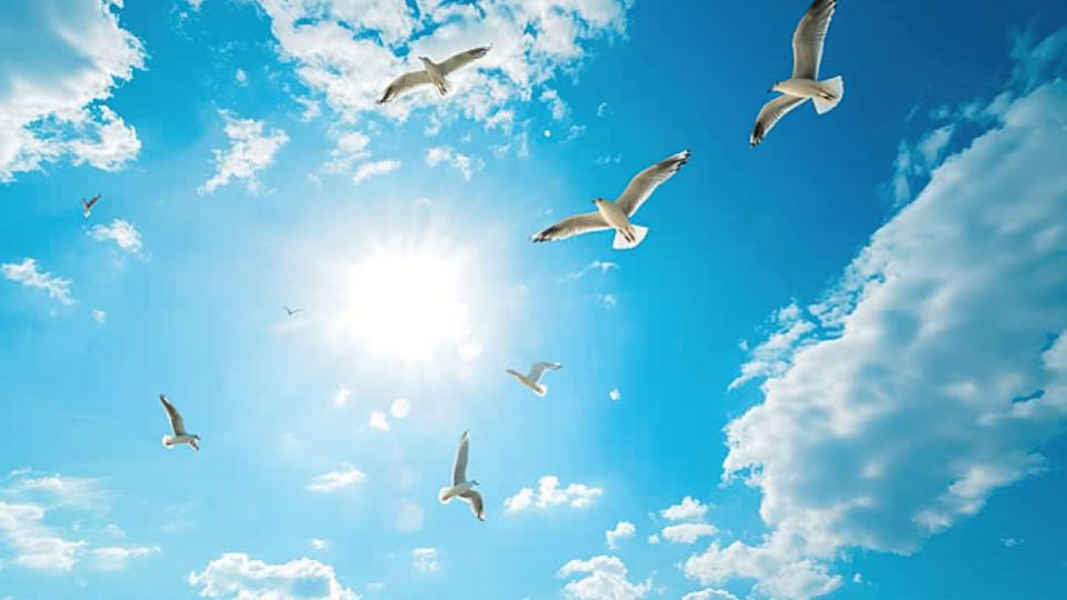 Two new bird species spotted in Kangra’s lake, Himachal