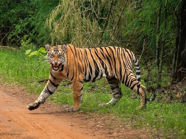 femaletigerfounddeadintamilnadu’snilgiris