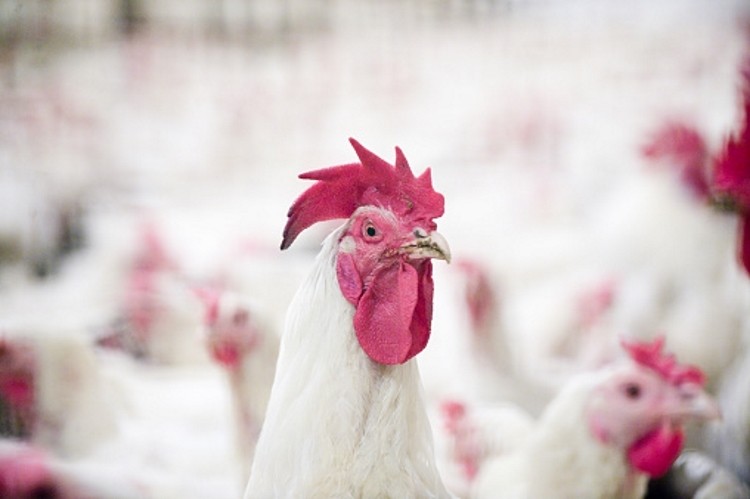 avianinfluenzaconfirmedin5statesforpoultrybirds