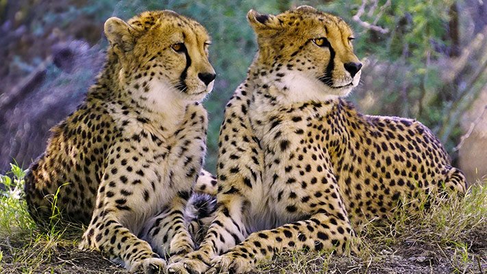 fivemorecheetahstoroaminwildernessofknptoday