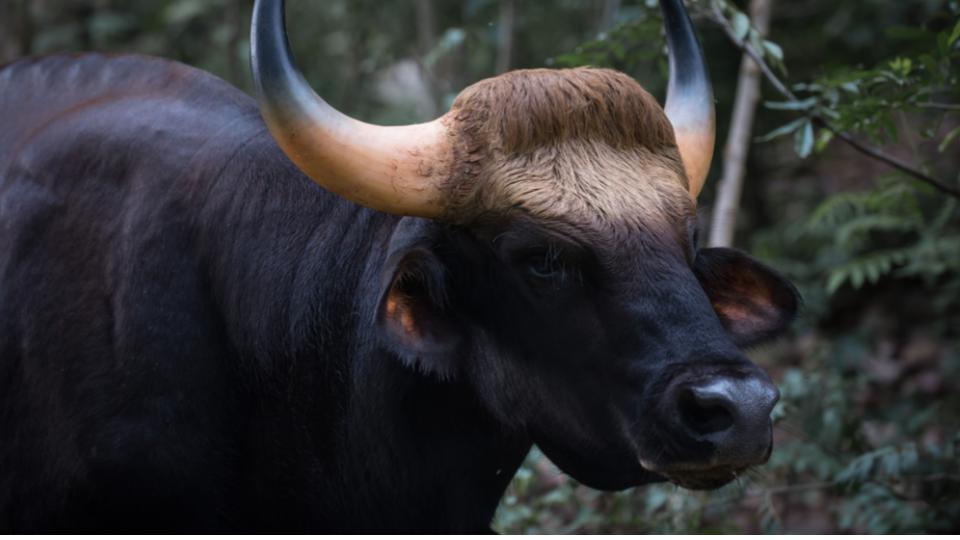 Two women killed in wild bison attack in Jharkhand