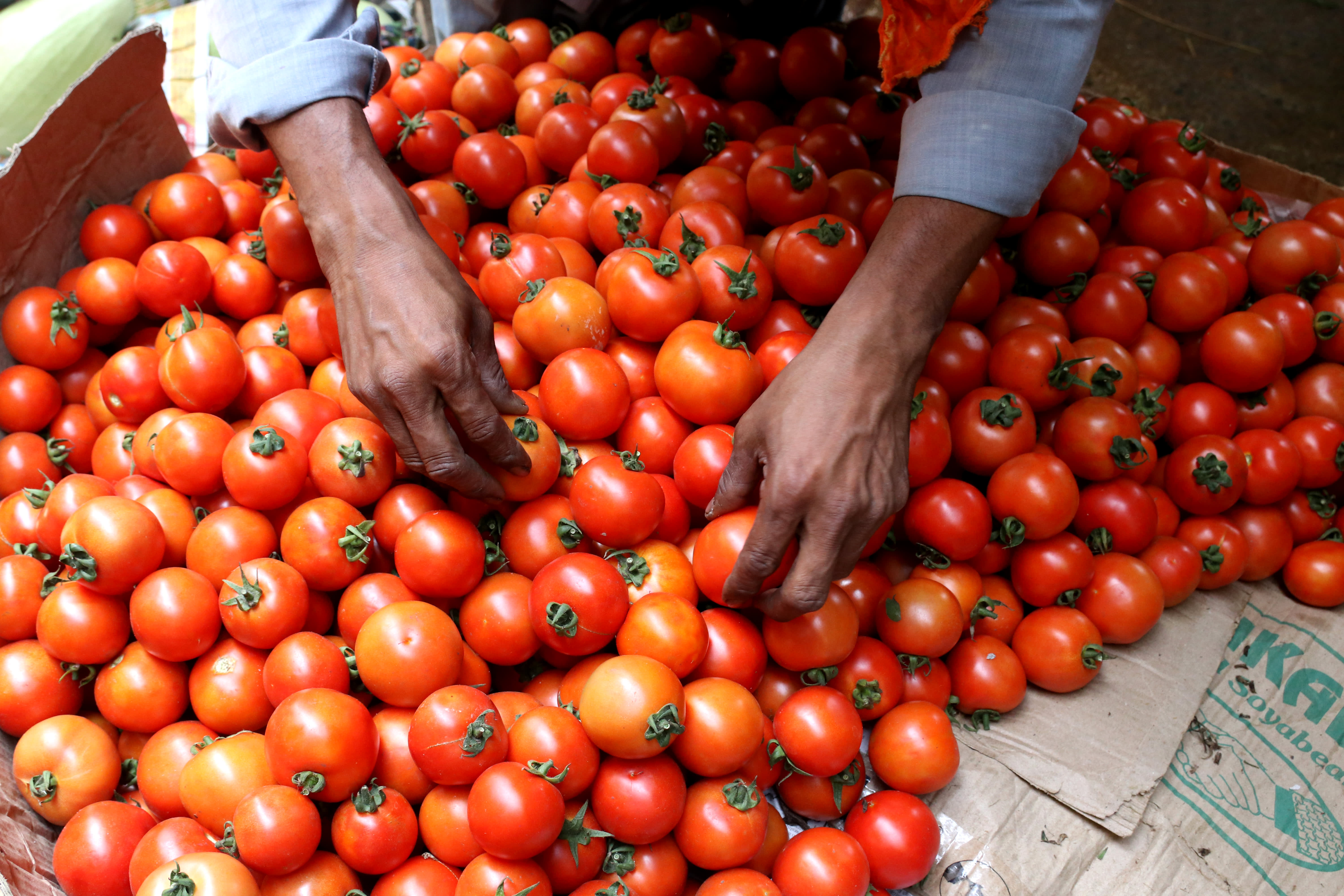 centregovttoselltomatoesatrs40perkgfromaugust20