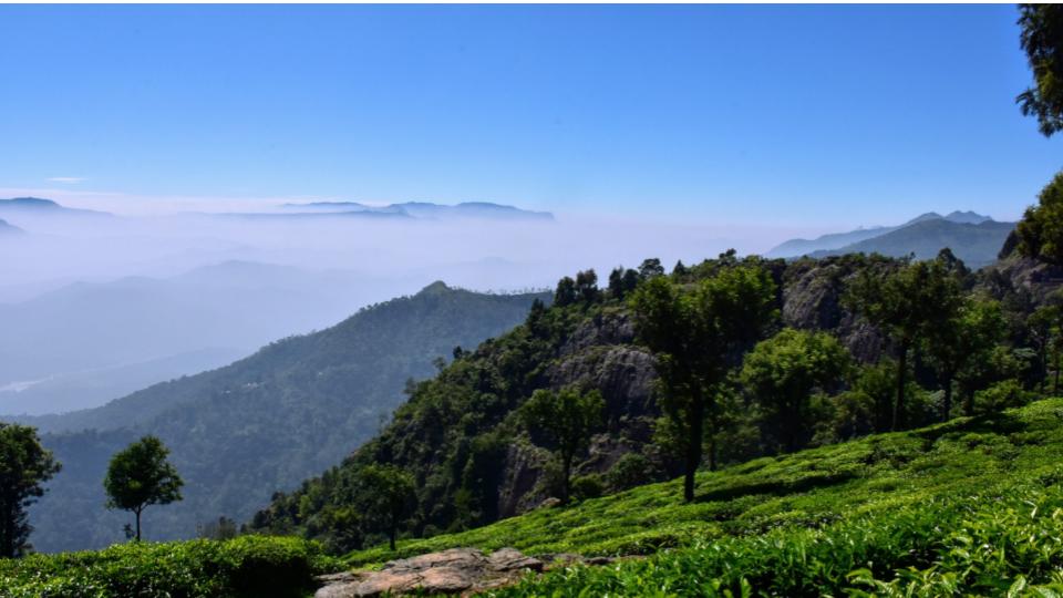 Forest Dept Rescue Tourist From Deep Gorge in Nilgiris