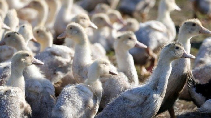 h5n1avianinfluenzavirusconfirmedintwopanchayatsinkeralaskottayam