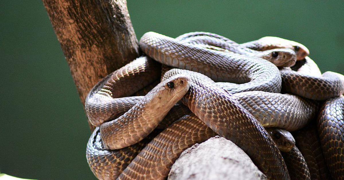 At least 30 Snakes Crawl Out of a House in Assam