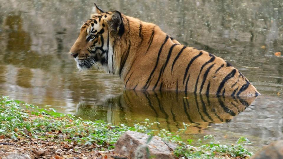 Tigress and cub die in Kanha reserve, toll in MP rises to 27