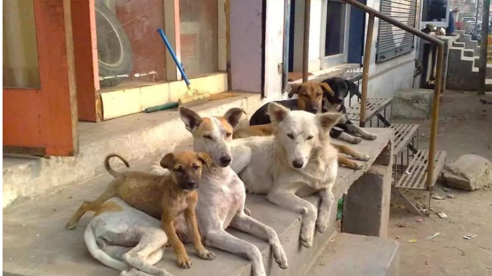 Delhi-NCR Stray Dogs to Be Shifted to Shelters in 8 Weeks, SC order