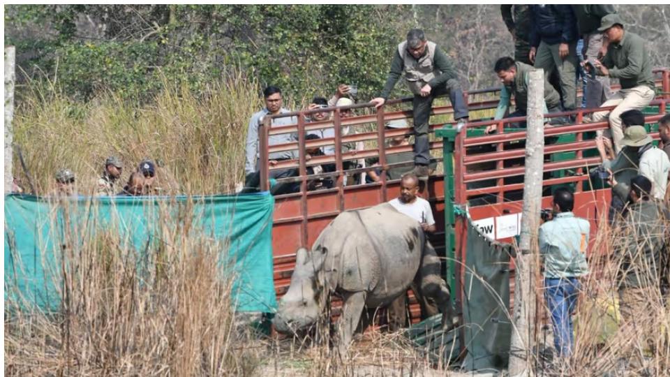 Two male Rhinos Translocated From Rescue Centre To Kaziranga National Park